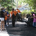 316-5372 San Diego Zoo - Gorilla Statues